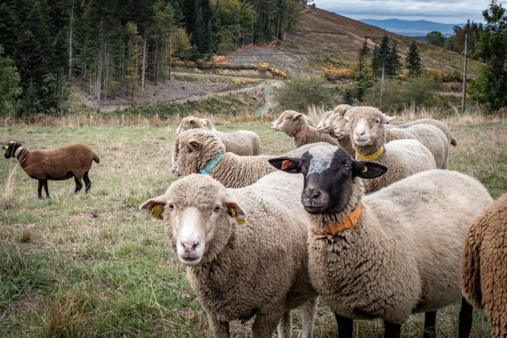 En cas d'irrégularité, les bergers amènent leurs brebis pour bloquer le chantier. - © Moran Kerinec / Reporterre
